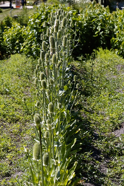 Jardin Botanique de la Bastide-027